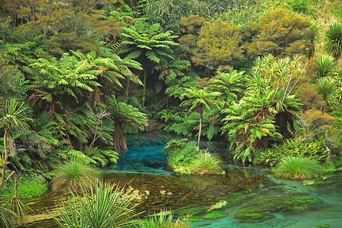 Вайху, сказочная река в Новой Зеландии (6 фото)
