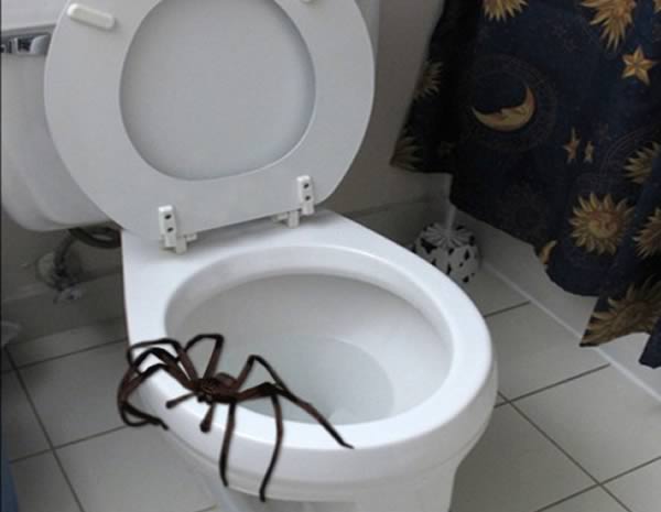 11 Самых странных находок в туалетах