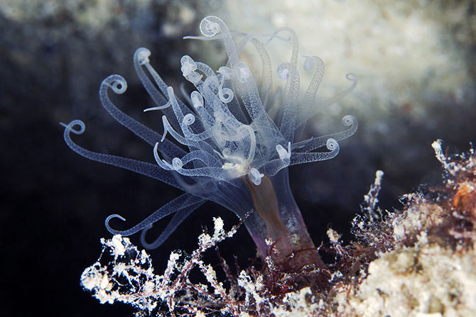 Удивительный подводный мир морей (21 фото)