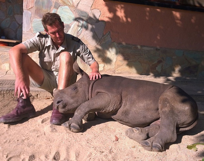 Носорог, потерявший маму, не может спать по ночам (8 фото)