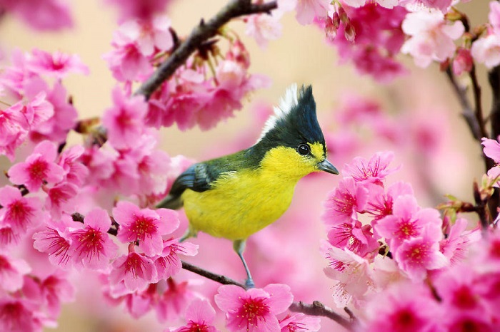 Фотоснимки птиц Сью Хсу (12 фото)