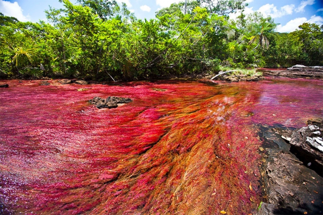 Каньо-Кристалес - фантастическая многоцветная река в Колумбии (18 фото)