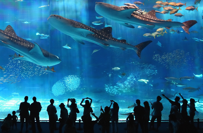 Топ-5 самых огромных аквариумов в мире (15 фото)