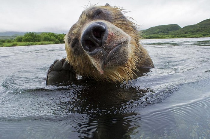 Бурые медведи охотятся на лосося на Дальнем Востоке России (22 фото)