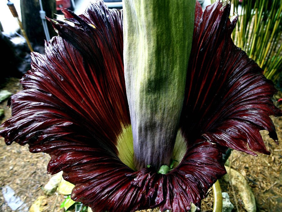 «Трупный цветок»: самый вонючий цветок в мире (8 фото)