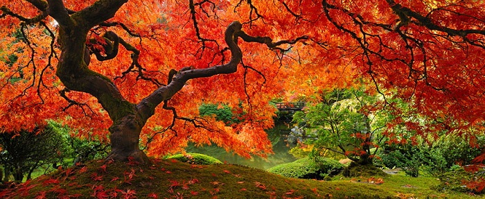 16 самых красивых и величественных деревьев планеты