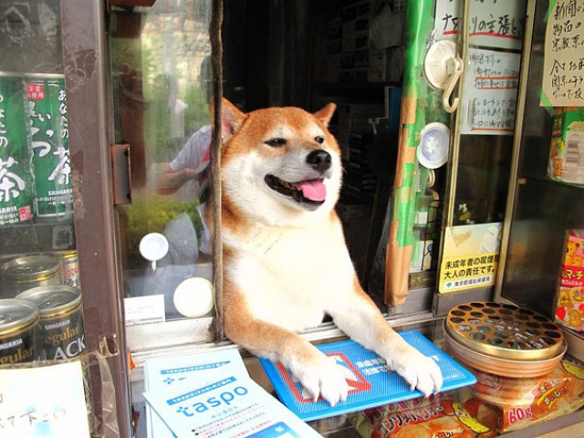 Этот пёс самый очаровательный продавец в Японии (8 фото и видео)