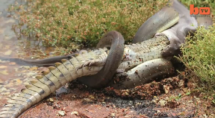 3-метровый австралийский питон заглотил крокодила (видео под катом)