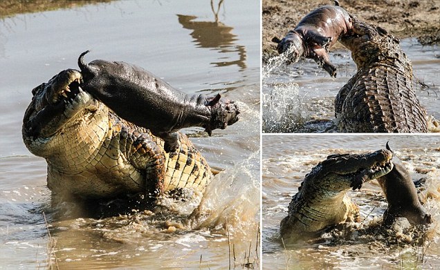 Крокодил сожрал бегемотика (8 фото)