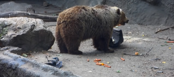 Медведь удивил всех (видео под катом)