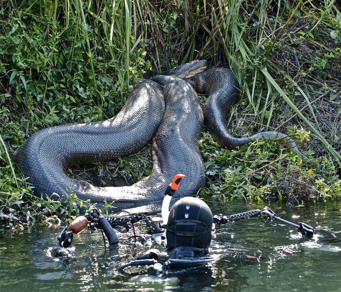 Шокирующие кадры гигантской анаконды (16 фото)