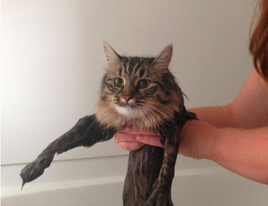 Мокрый кот вдохновляет фотошоперов (20 фото)