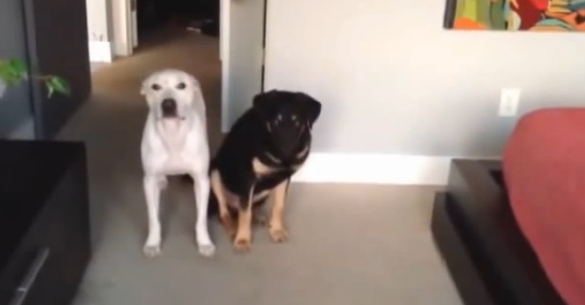 Собаки, которые провинились (видео под катом)