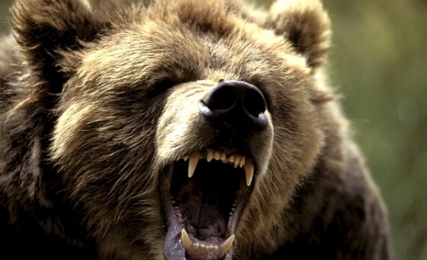 Если на вас нападет медведь (видео под катом)