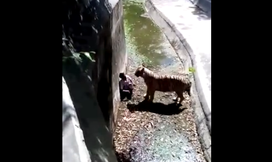 Тигр убил человека, упавшего к нему в вольер (видео под катом)