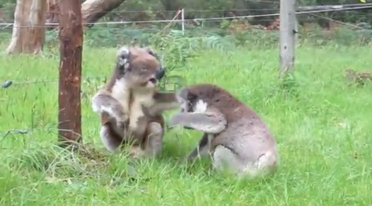 Драка коал (видео под катом)