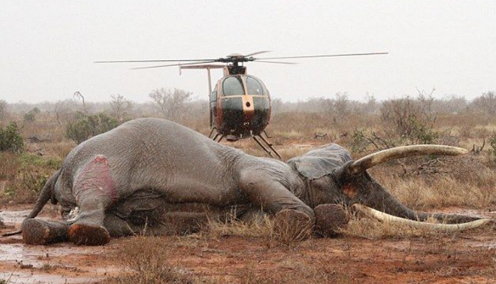 Спасение слона, раненного ядовитой стрелой (5 фото и видео)