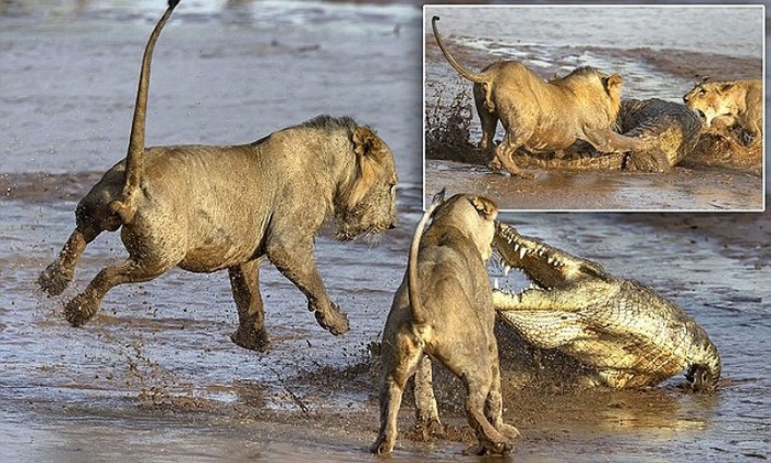 Битва крокодила и львов за тушу слона (8 фото)