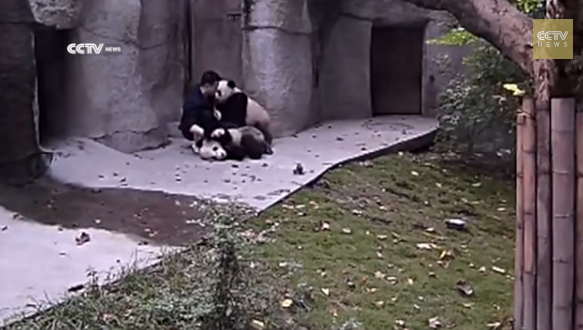 Панды приболели (видео под катом)