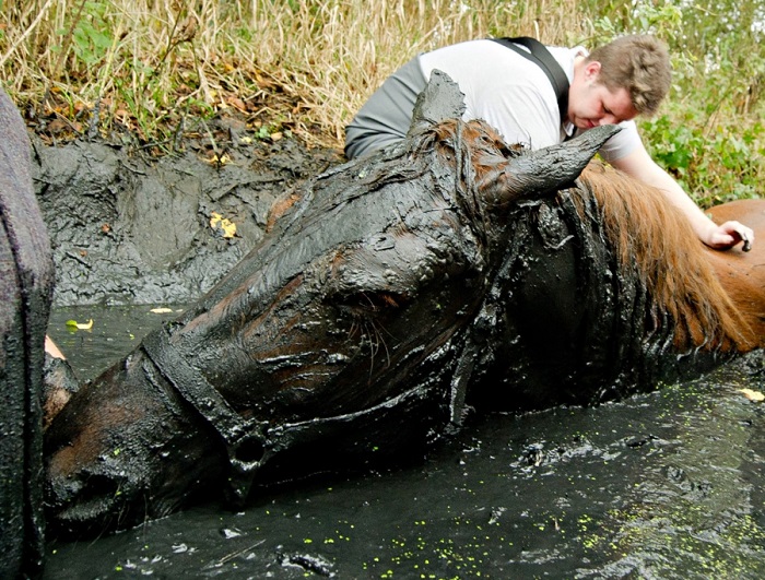 Лошадь вытащили из болота (6 фото)