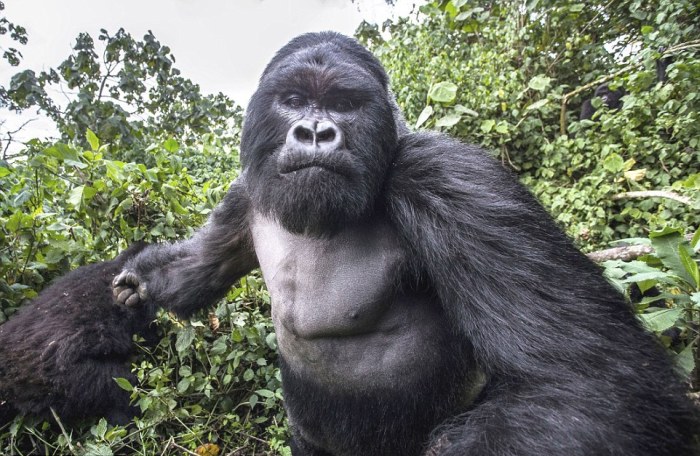 В момент съемки горилла атаковала фотографа (8 фото)