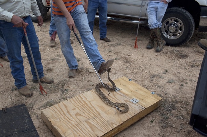 Как американцы ловят и едят гремучих змей (15 фото)