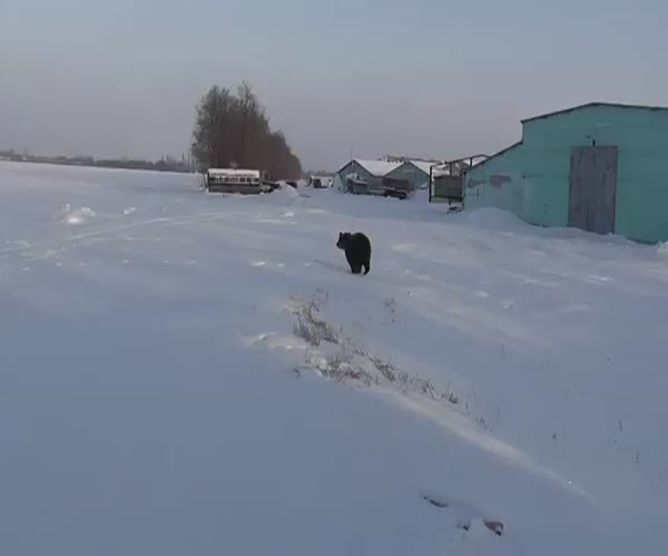 Ручной медведь по кличке Яшка (видео под катом)