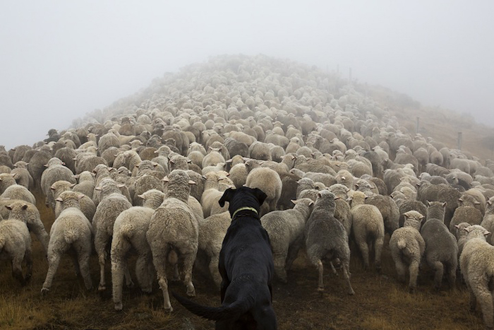 Работники за еду: замечательные портреты собак-пастухов (15 фото)