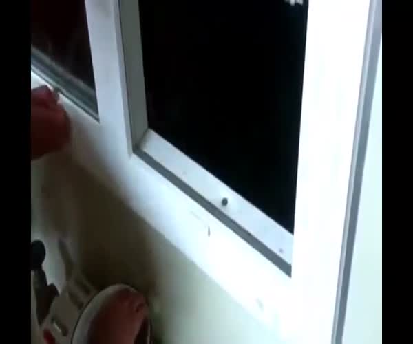 Парень кормит медведя через окно (видео под катом)