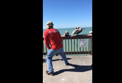 Мужчина спасает пеликана (видео под катом)