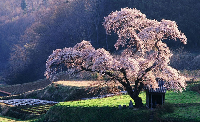 В Японии зацветает сакура (19 фото)