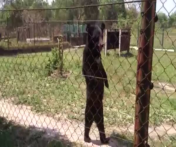 Медведь имитирует человеческую ходьбу (видео под катом)