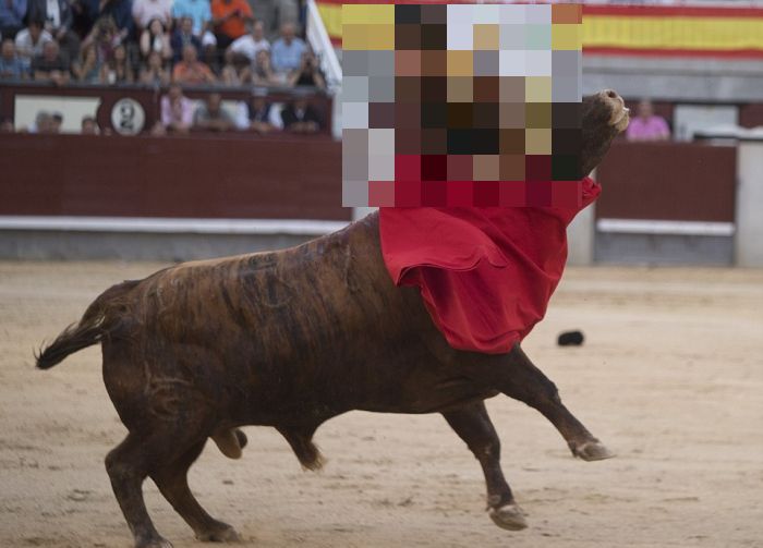 В Мадриде раненный бык поднял на рога матадора (6 фото)
