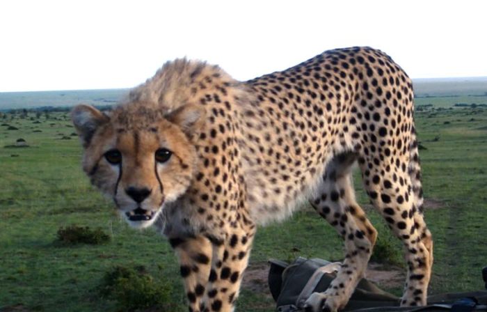 В Кении гепард упал в салон туристического автомобиля (видео под катом)