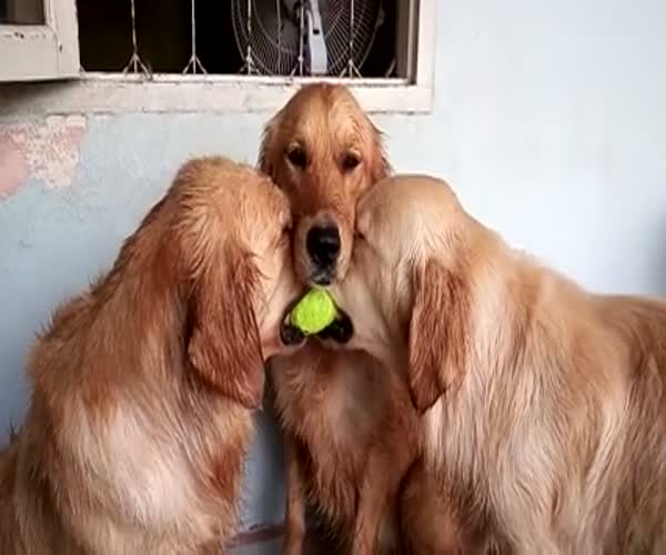 Три собаки и мячик (видео под катом)