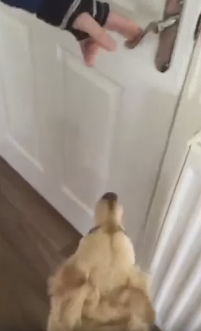 Собака встретилась с хозяйкой после 7-месячной разлуки (видео пол катом)