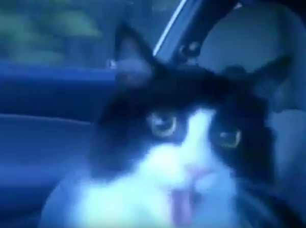 Забавная реакция кота, который первый раз едет в машине (видео под катом)