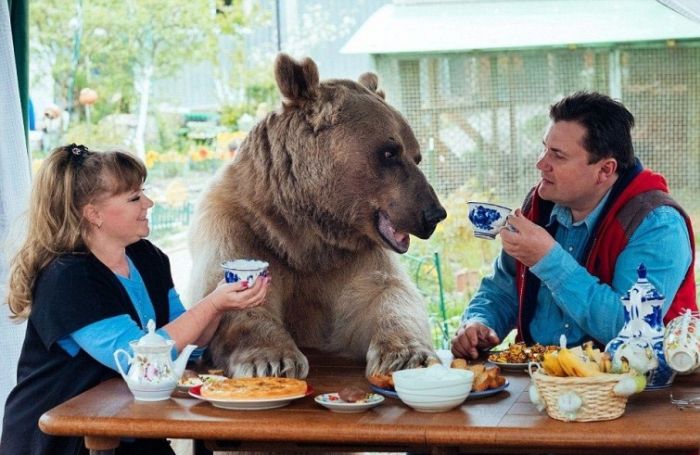 Взрослый медведь живет в семье своих спасителей (8 фото)
