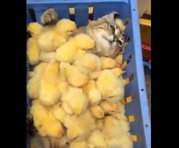 Кот зарылся в ящик с цыплятами (видео под катом)