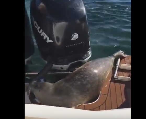 Тюлень запрыгнул в лодку, спасаясь от косаток (видео под катом)
