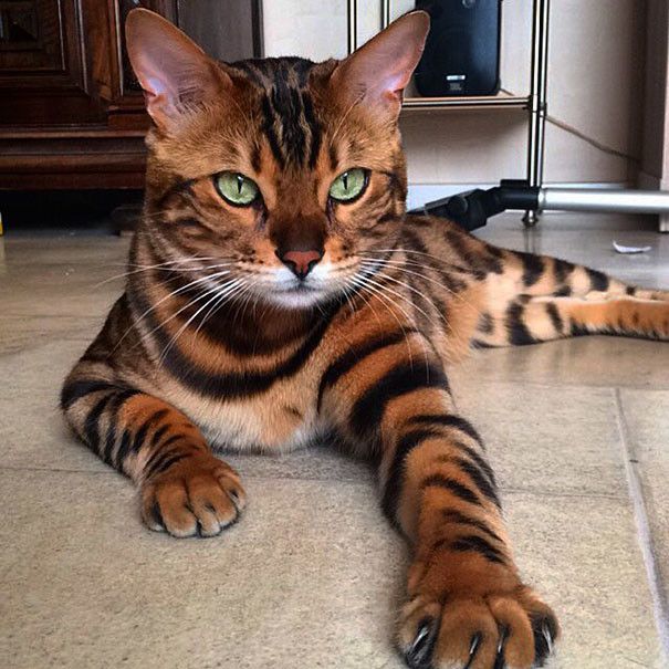 Красивый бенгальский кот становится новой знаменитостью соцсетей (9 фото)
