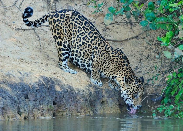 Охота ягуара на каймана шокировала капибару (6 фото + видео)