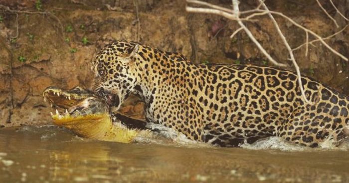 Охота ягуара на каймана шокировала капибару (6 фото + видео)