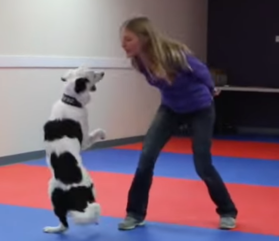 Отличный танец девушки с собакой (видео под катом)
