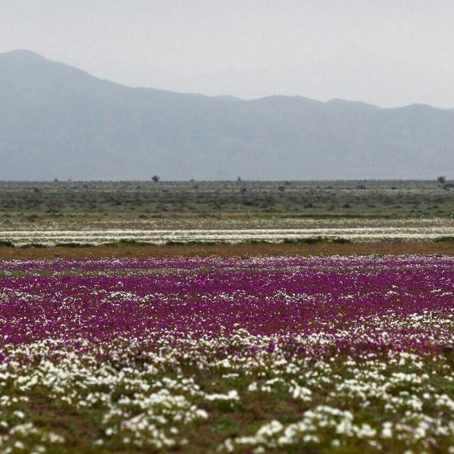В Чили из-за проливных дождей расцвела пустыня Атакама (3 фото)
