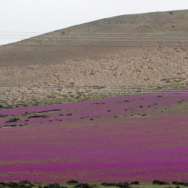 В Чили из-за проливных дождей расцвела пустыня Атакама (3 фото)