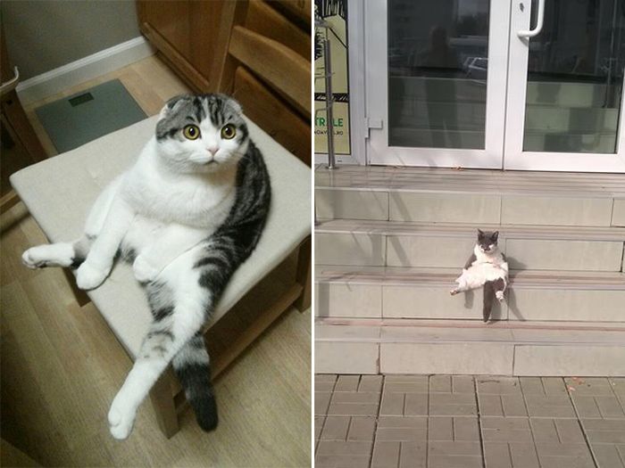 Коты, которые забыли, как нужно правильно сидеть (16 фото)
