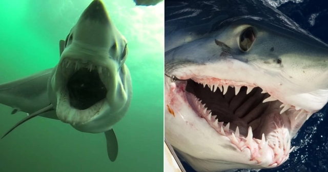 Останки огромной акулы удивили австралийского рыбака (2 фото)