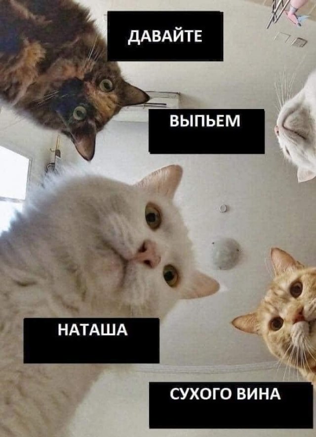 Мемы про котов и Наташу вновь актуальны (14 фото)