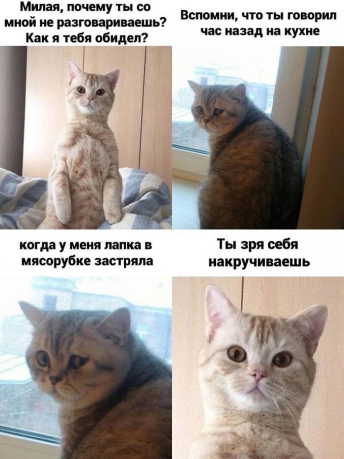 Приколы и мемы с котиками (20 фото)